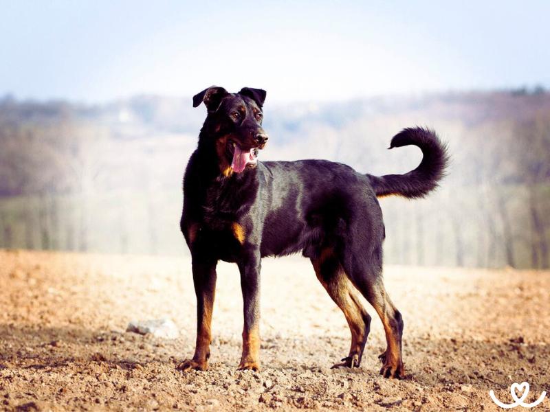 Psi-plemeno-beauceron (5)